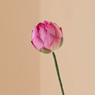 Pink Lotus Flower Stem Closed - Single - Marble Lotus - Lotus Flower Stem Closed