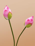 Pink Lotus Flower Stem Closed - Single - Marble Lotus - Lotus Flower Stem Closed